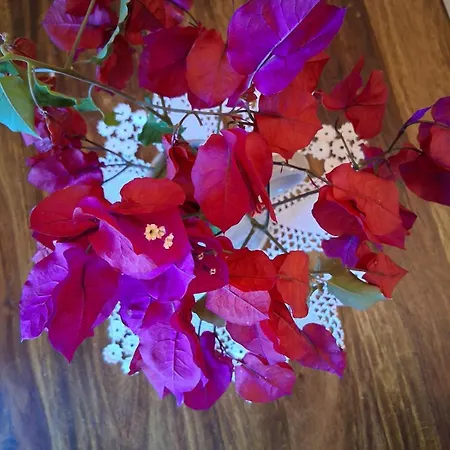 Makris House-giasemi