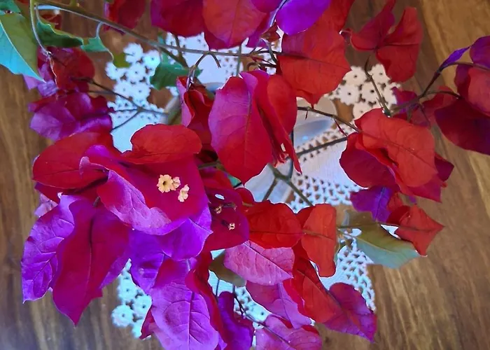 Makris House-giasemi