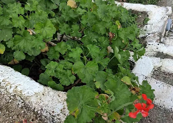 Makris House-giasemi