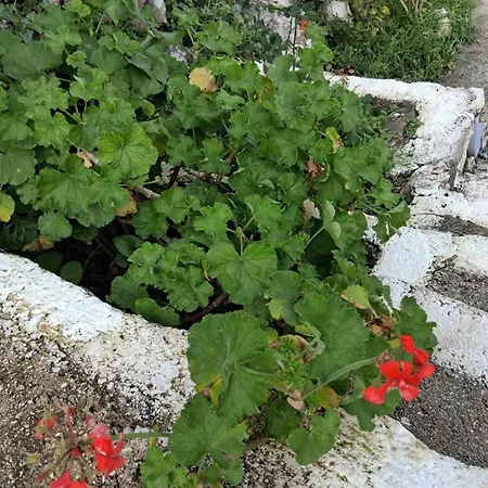 Makris House-giasemi